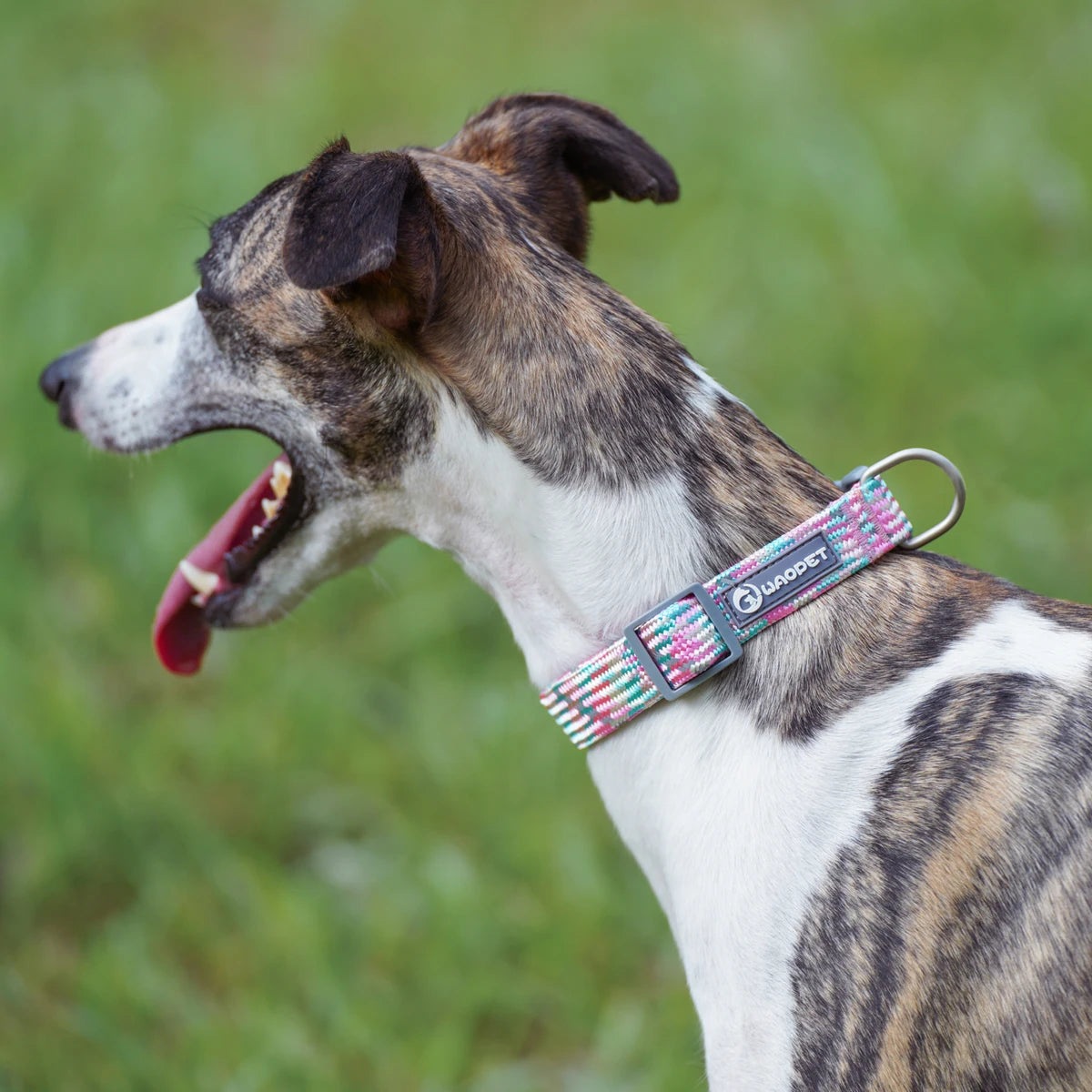 Leashes And Collar Set For  Dogs